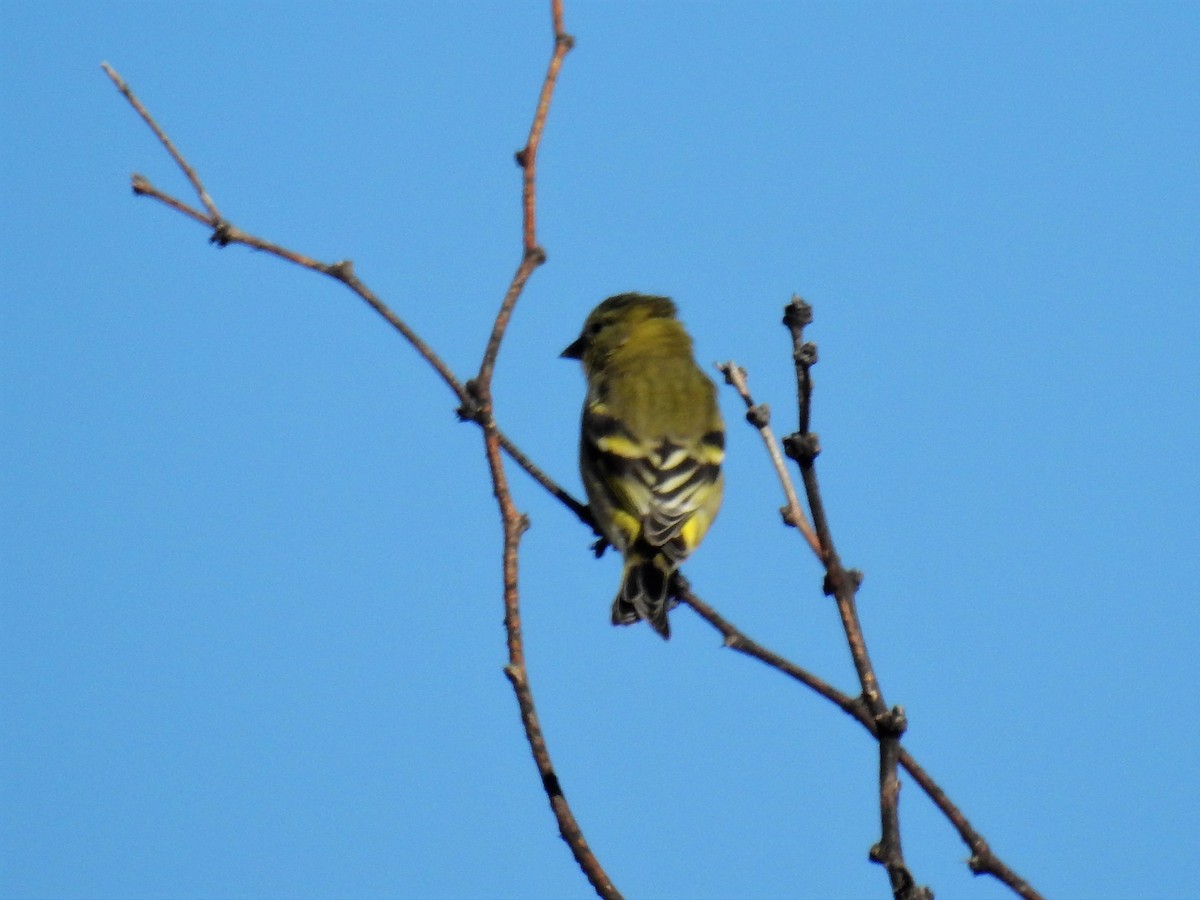 Black-chinned Siskin - ML152986621