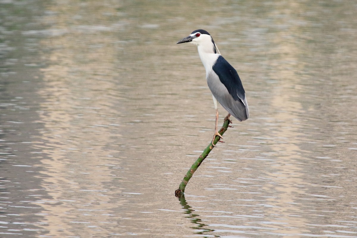 Black-crowned Night Heron - ML152986721