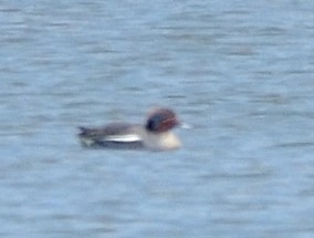 Green-winged Teal - ML152986801