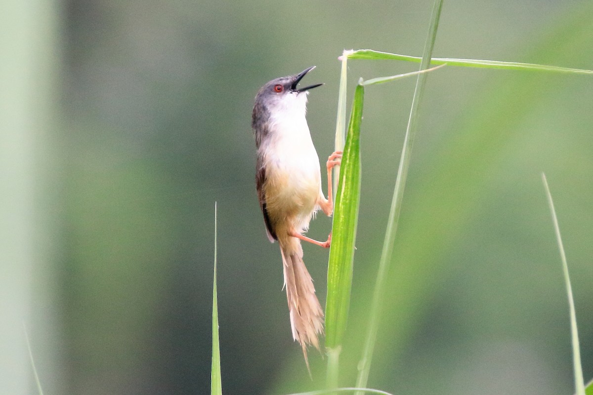 Yellow-bellied Prinia - ML152986821