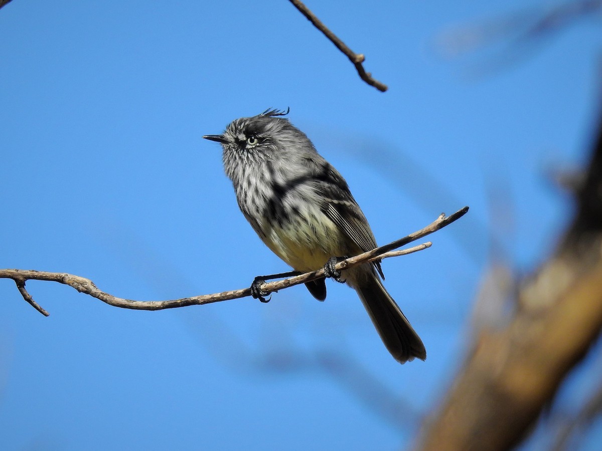 Tufted Tit-Tyrant - ML152986981