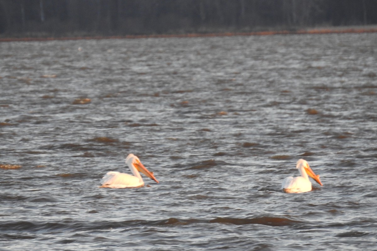 American White Pelican - ML152987241