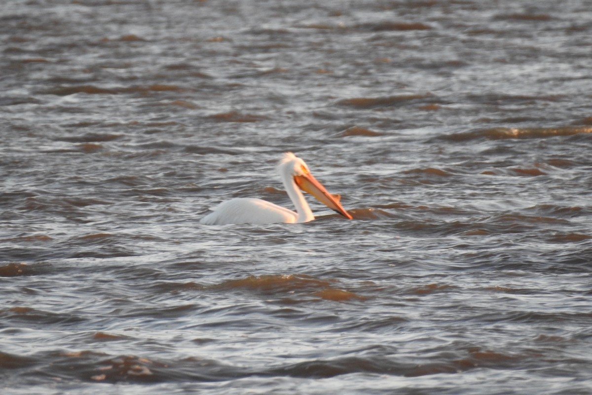 American White Pelican - ML152987261