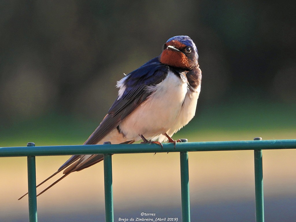 Barn Swallow - ML152987431