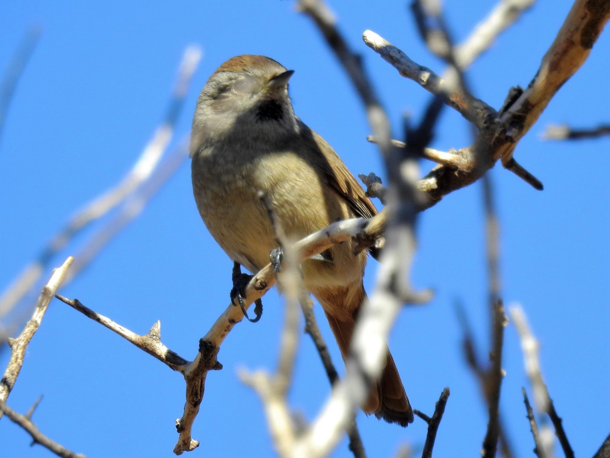 Short-billed Canastero - ML152987491