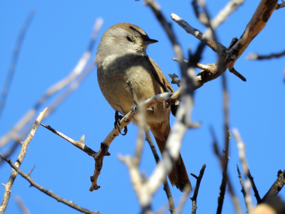 Short-billed Canastero - ML152987511