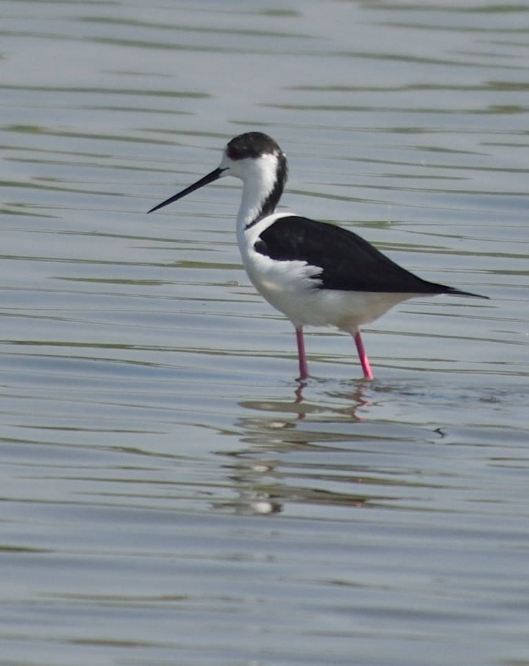 Black-winged Stilt - ML152987801