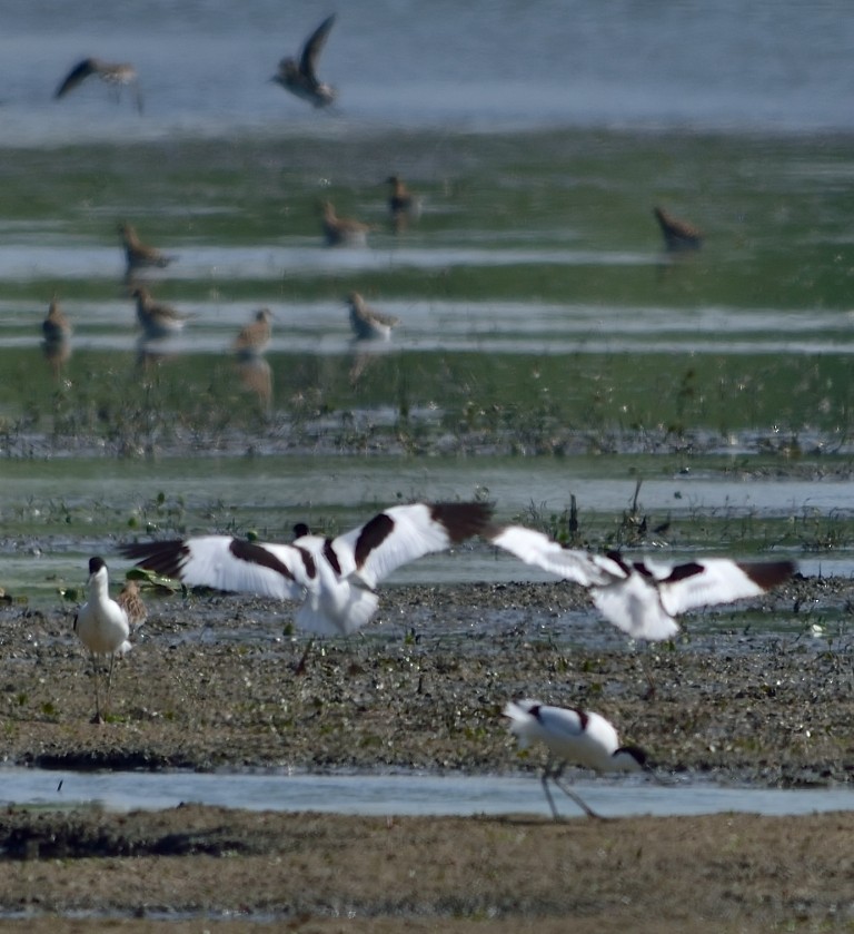 Pied Avocet - ML152988051