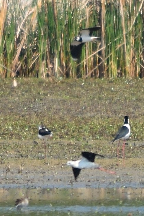 Northern Lapwing - ML152988191