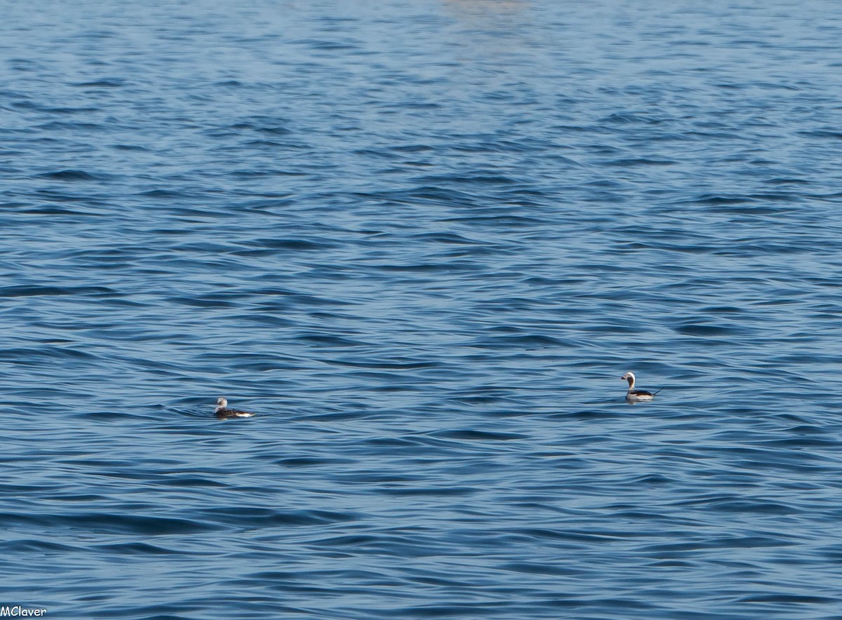 コオリガモ - ML152988311