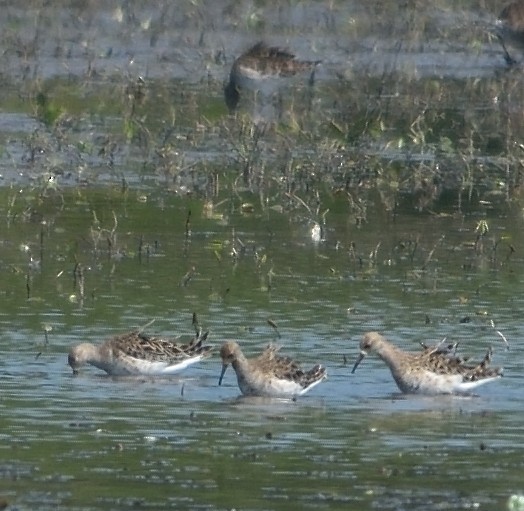 Ruff - Gordan Pomorišac