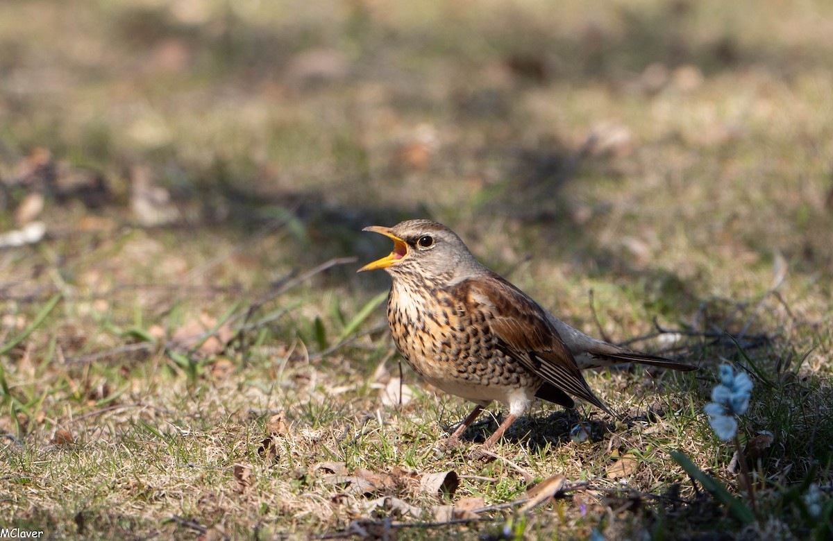 Fieldfare - ML152988751