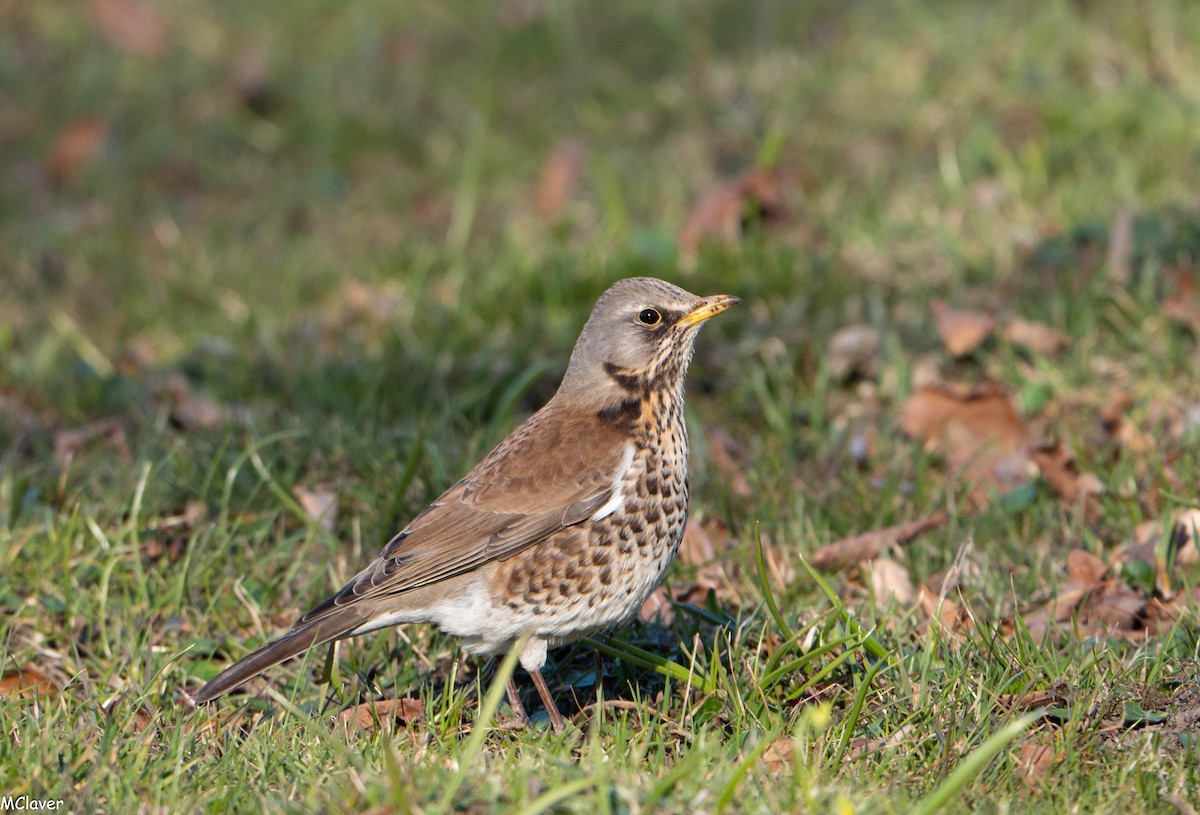 Fieldfare - ML152988771