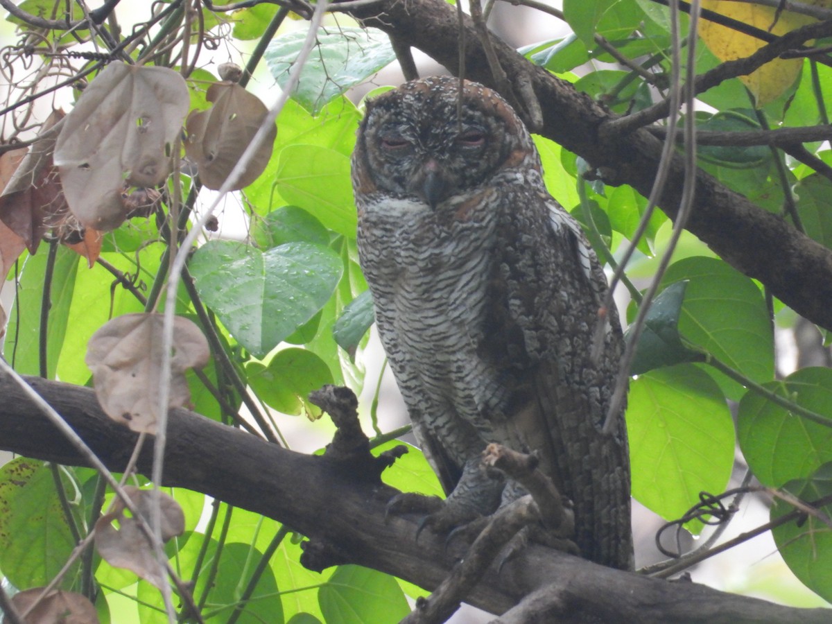 Mottled Wood-Owl - ML152989131