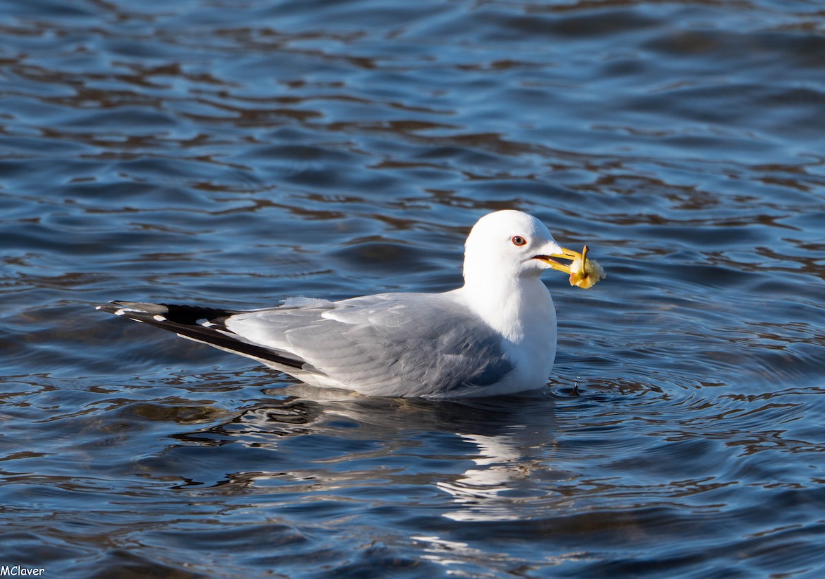 Common Gull - Miguel Claver Mateos