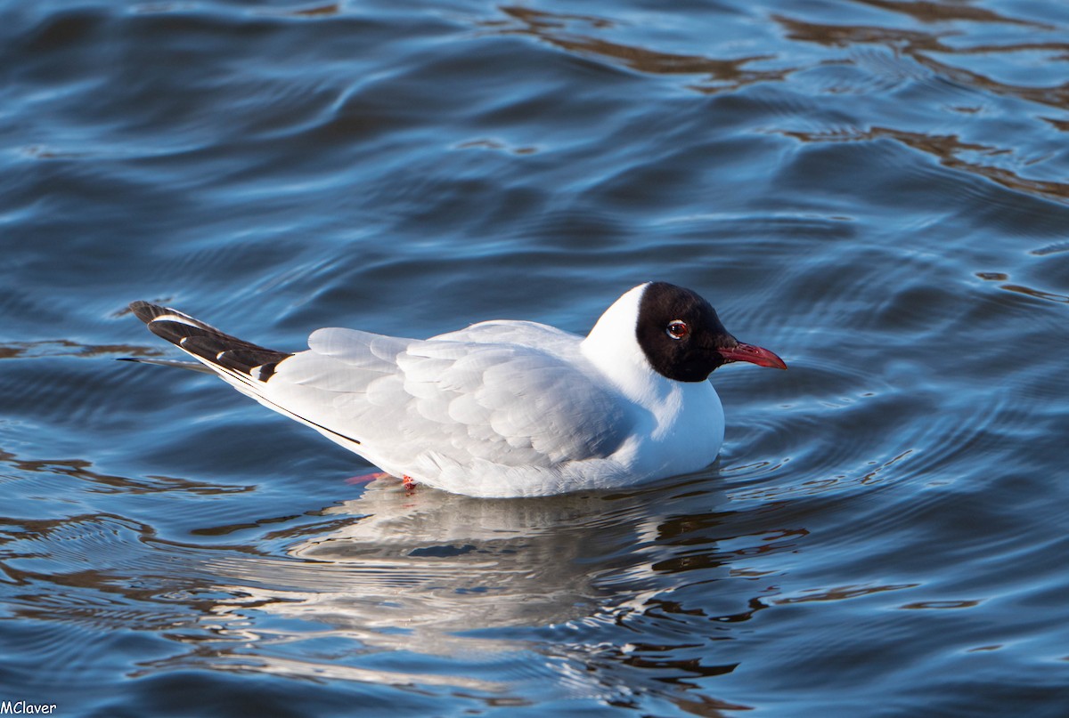 Black-headed Gull - Miguel Claver Mateos