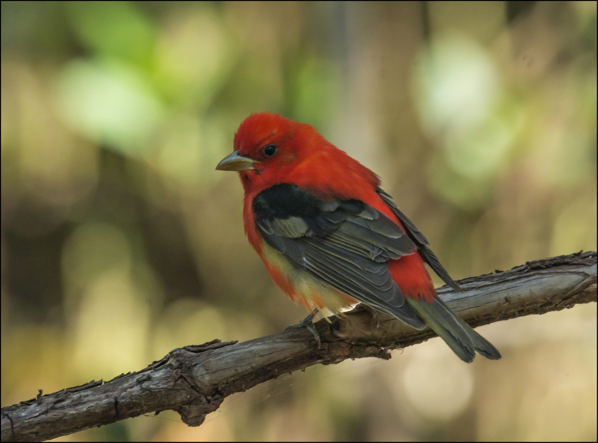 Scarlet Tanager - ML152989661
