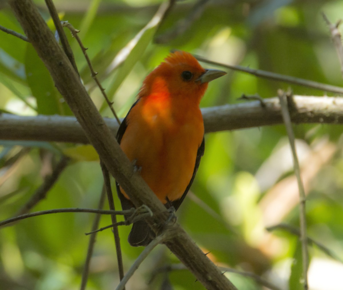 Scarlet Tanager - ML152989681