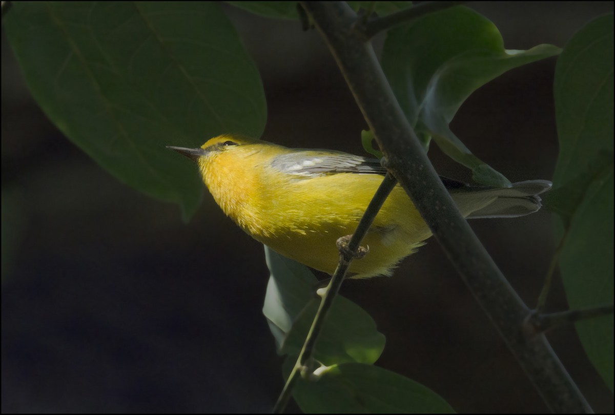 Blue-winged Warbler - joseph mileyka