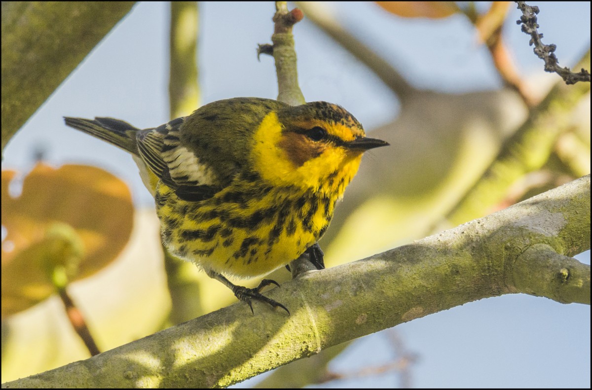 Cape May Warbler - ML152990001