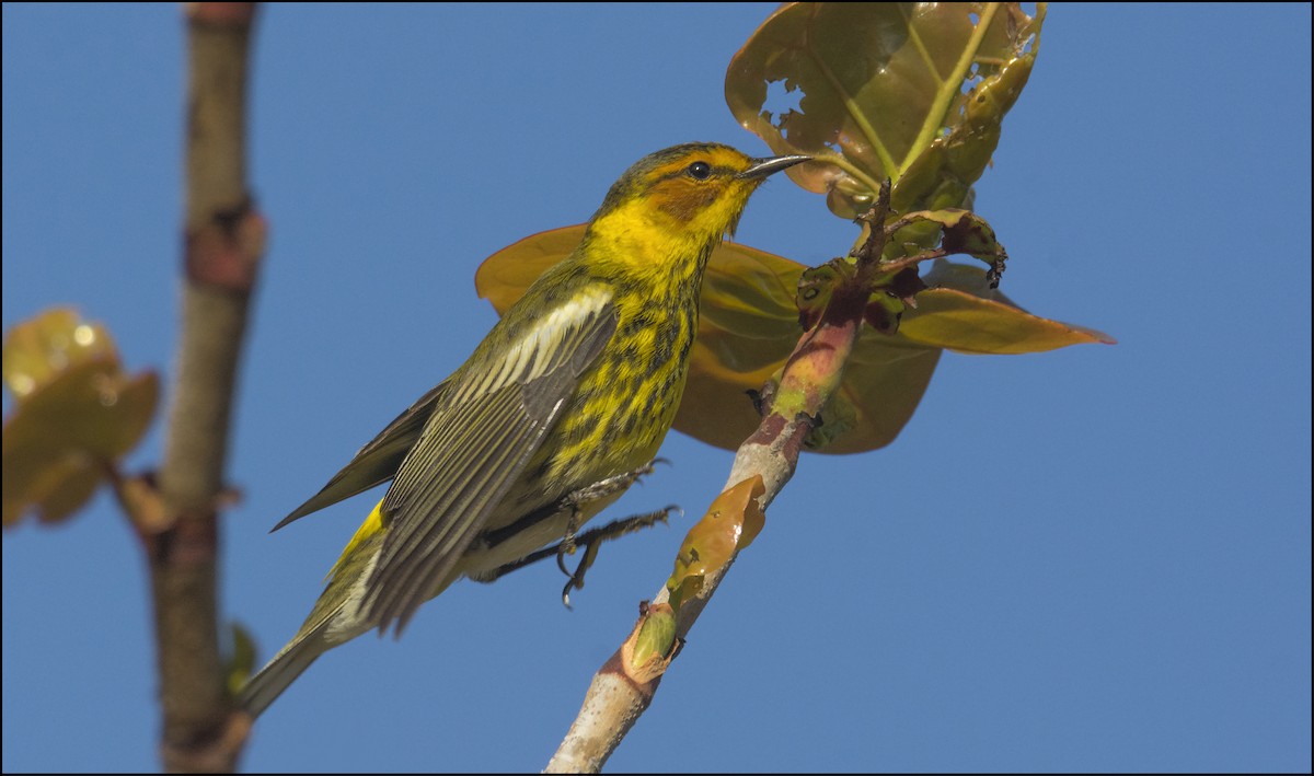 Cape May Warbler - ML152990021