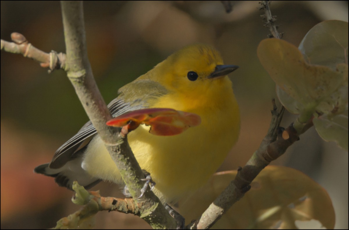Prothonotary Warbler - ML152990061