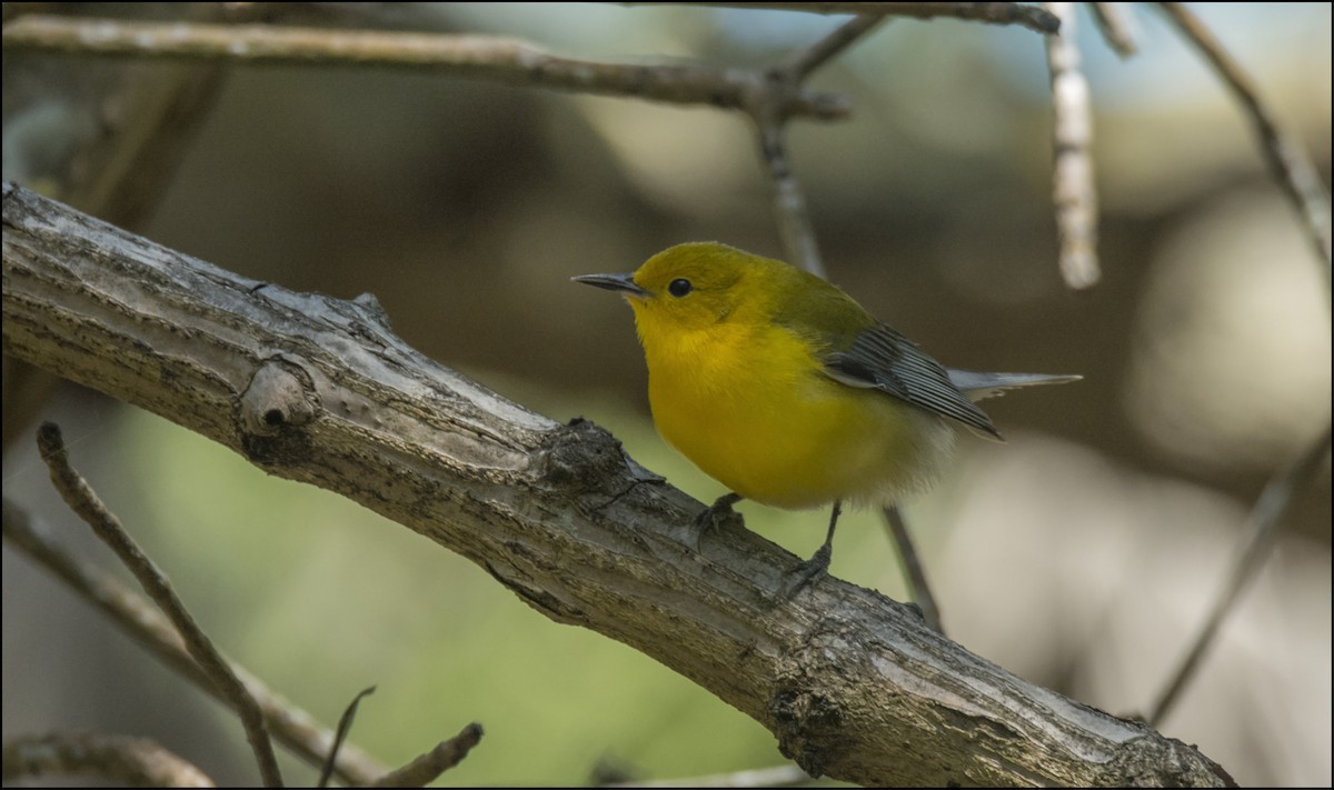 Prothonotary Warbler - ML152990081
