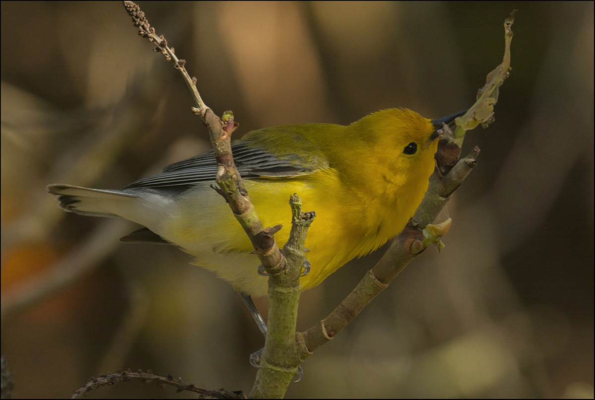 Prothonotary Warbler - ML152990101