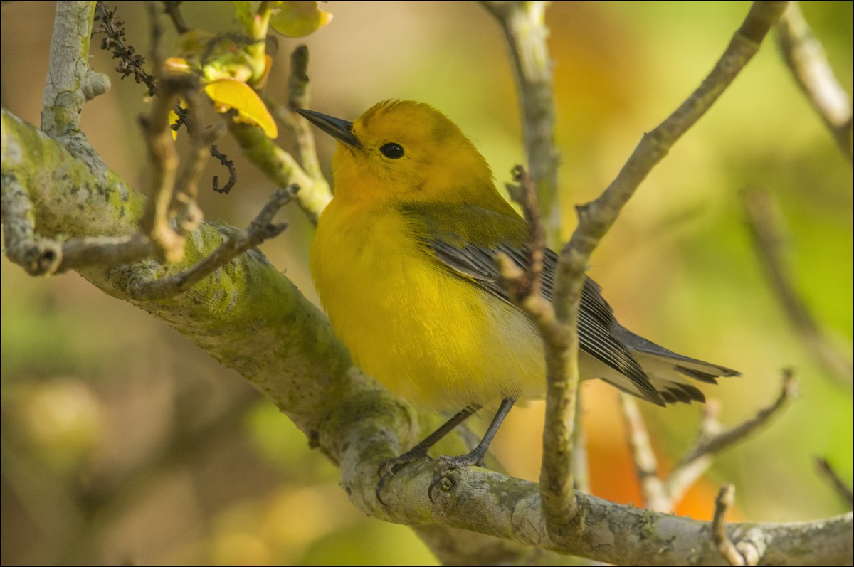 Prothonotary Warbler - ML152990111