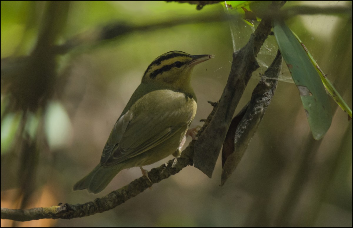 Paruline vermivore - ML152990201