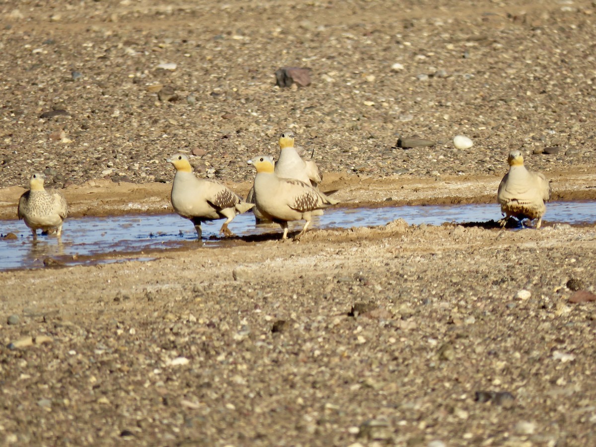 Spotted Sandgrouse - ML152990441