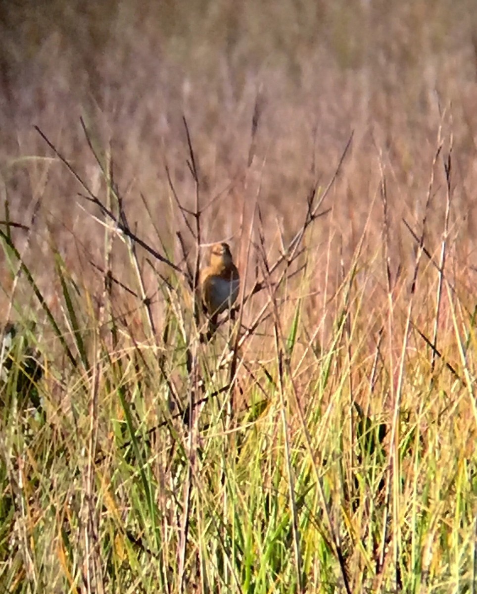 Nelson's Sparrow - ML152990601