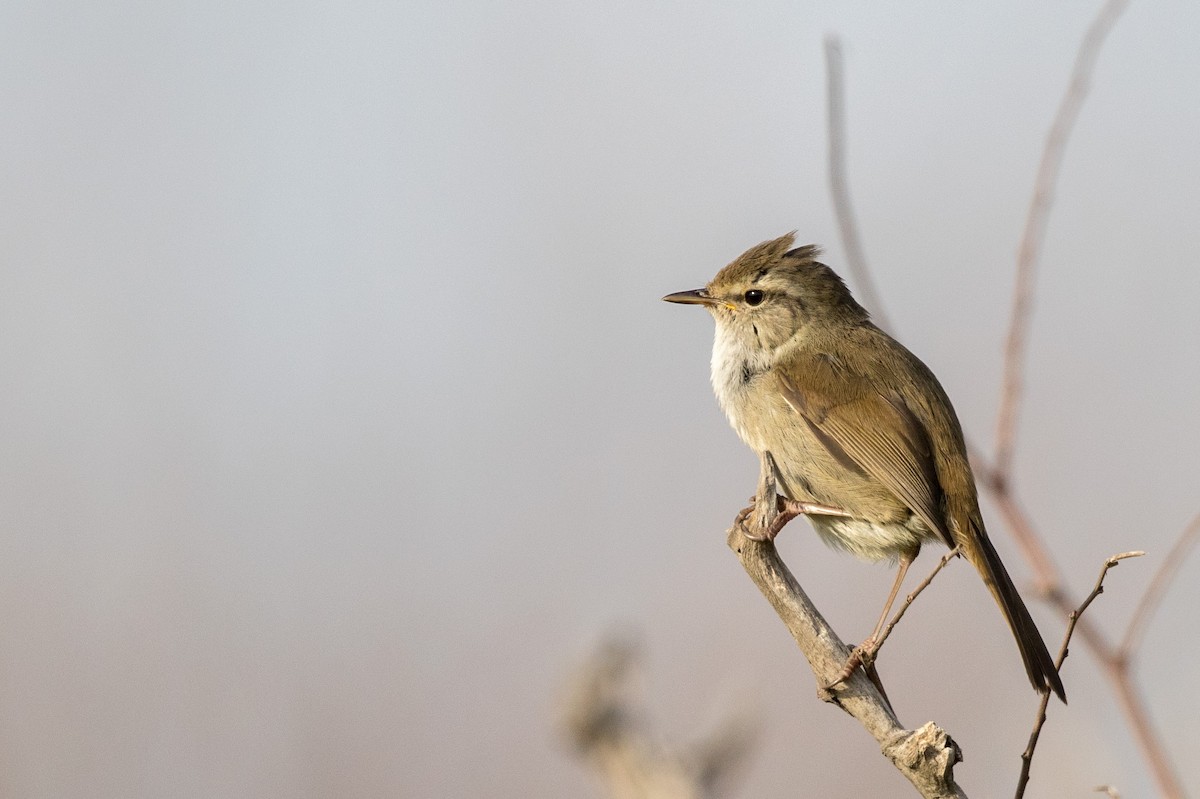 Japanese Bush Warbler - Yann Muzika