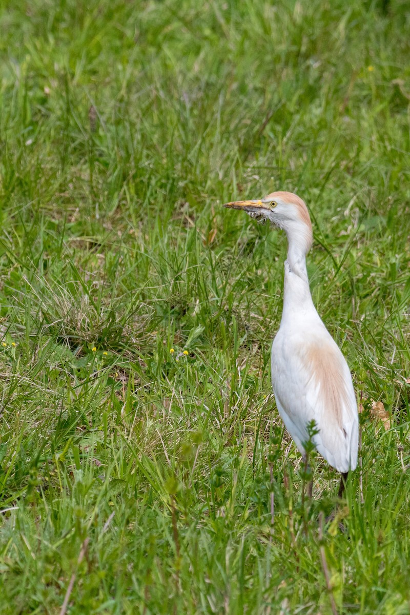 Western Cattle-Egret - ML152991501