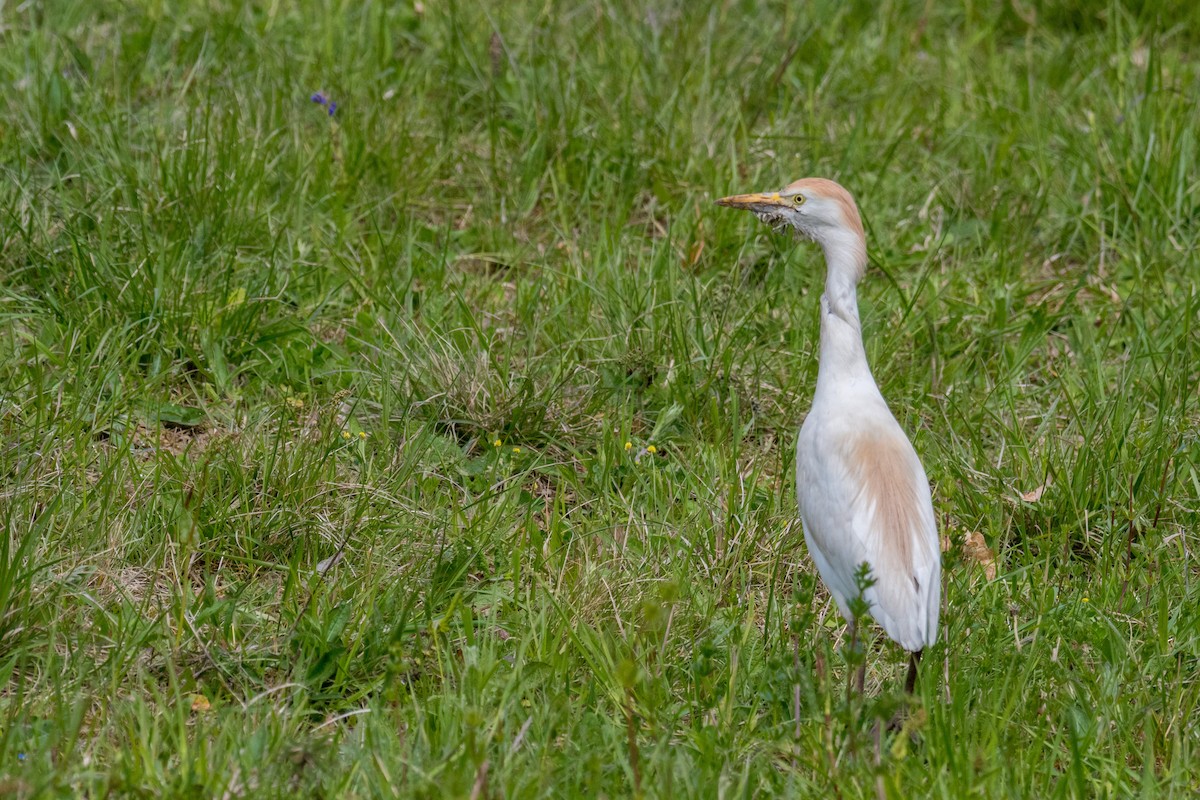 Western Cattle-Egret - ML152991511