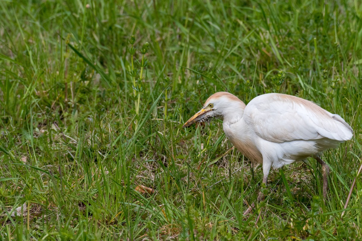 Western Cattle-Egret - ML152991521