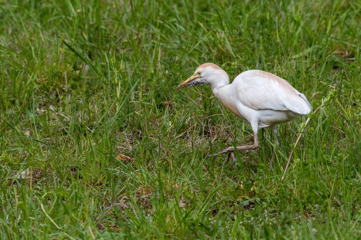 Western Cattle-Egret - ML152991541