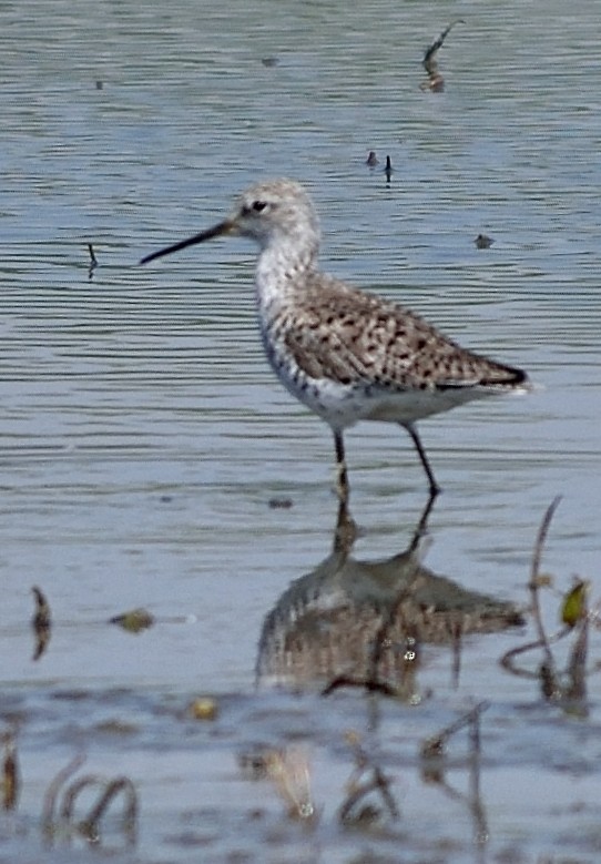 Marsh Sandpiper - Gordan Pomorišac