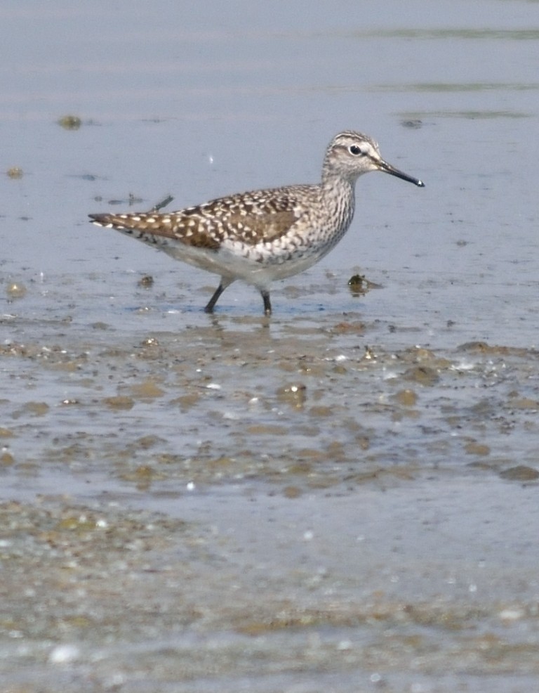 Wood Sandpiper - ML152991931