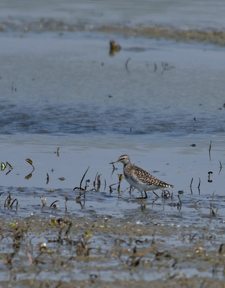 Wood Sandpiper - ML152992061