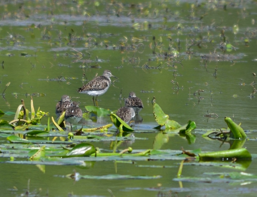 Wood Sandpiper - ML152992131