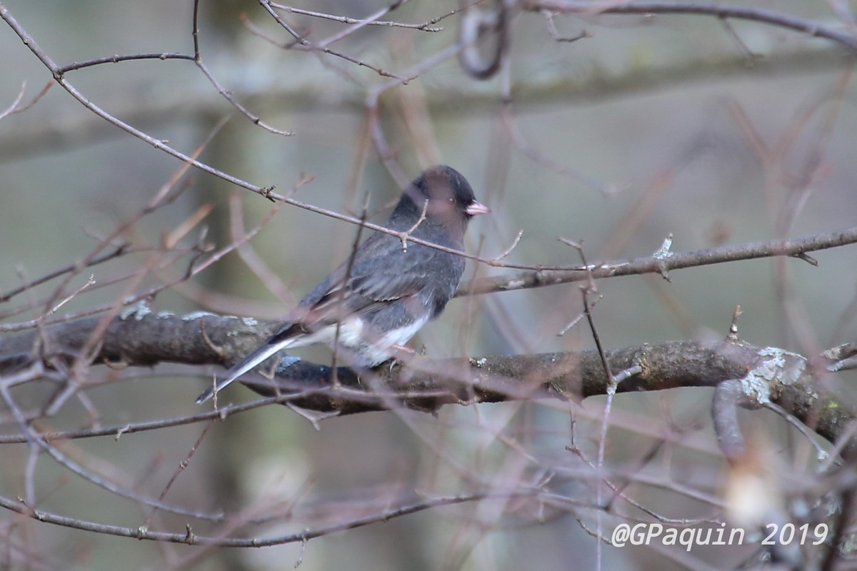 Dark-eyed Junco - Guy Paquin