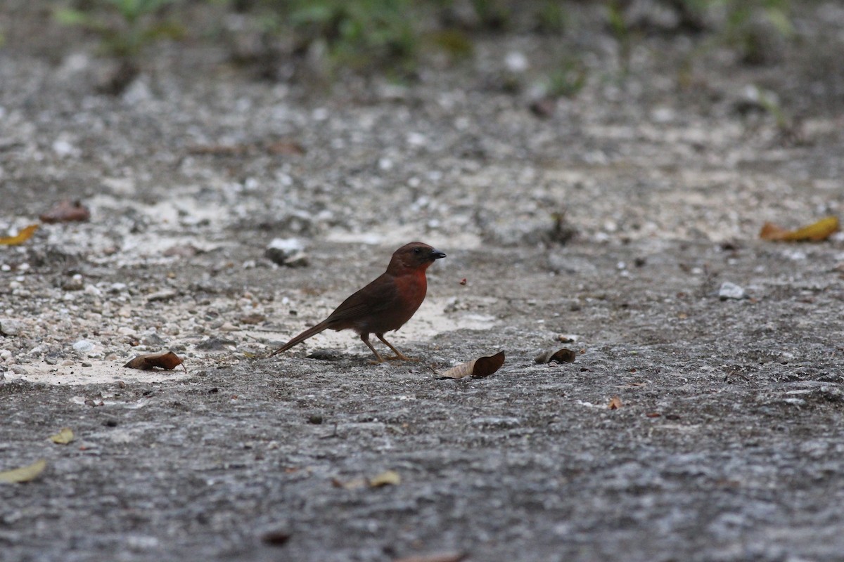 Red-throated Ant-Tanager - ML152992481