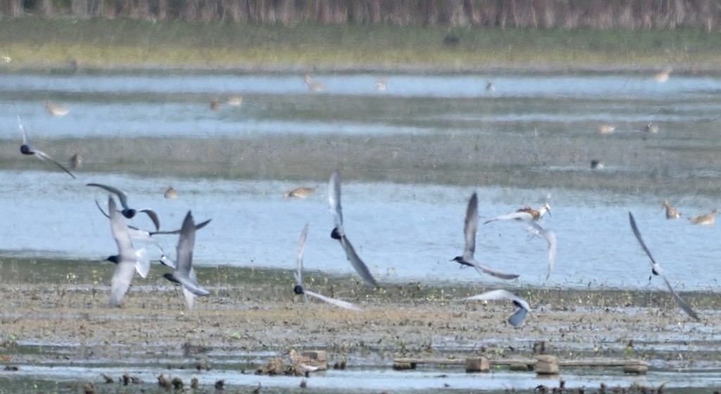 Black Tern - ML152992561