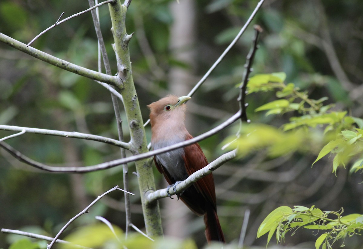 Squirrel Cuckoo - ML152992701