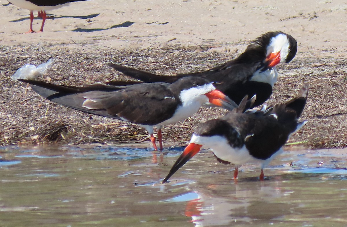 Black Skimmer - ML152992811