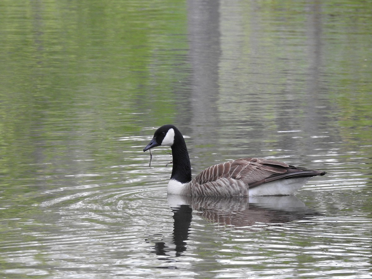 Canada Goose - ML152993201