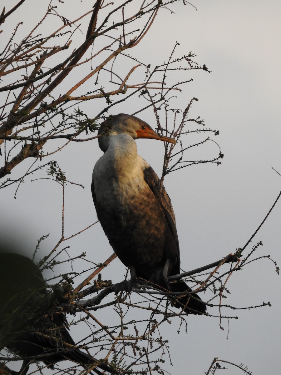 Cormoran à aigrettes - ML152993421