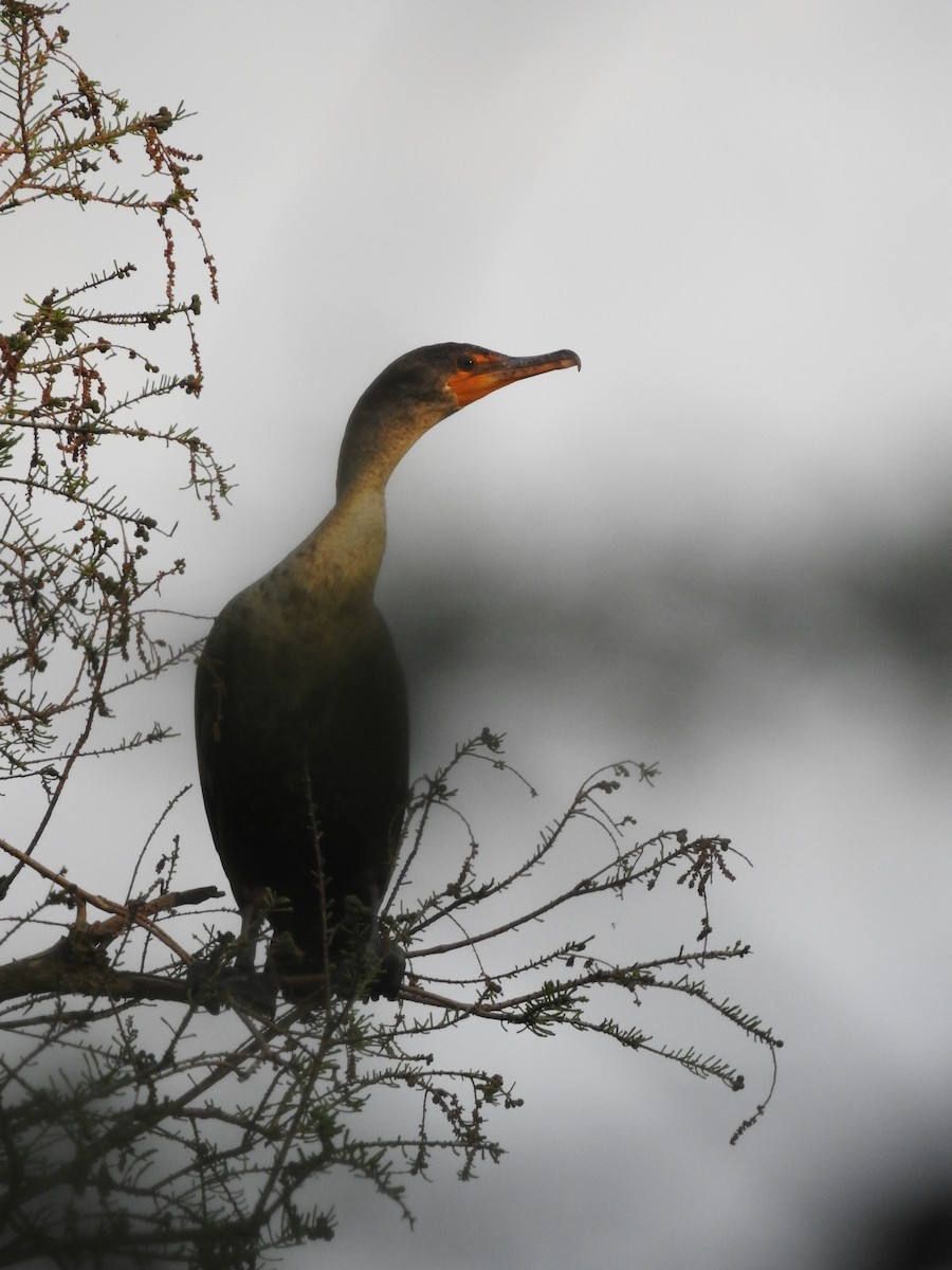 Cormoran à aigrettes - ML152993441