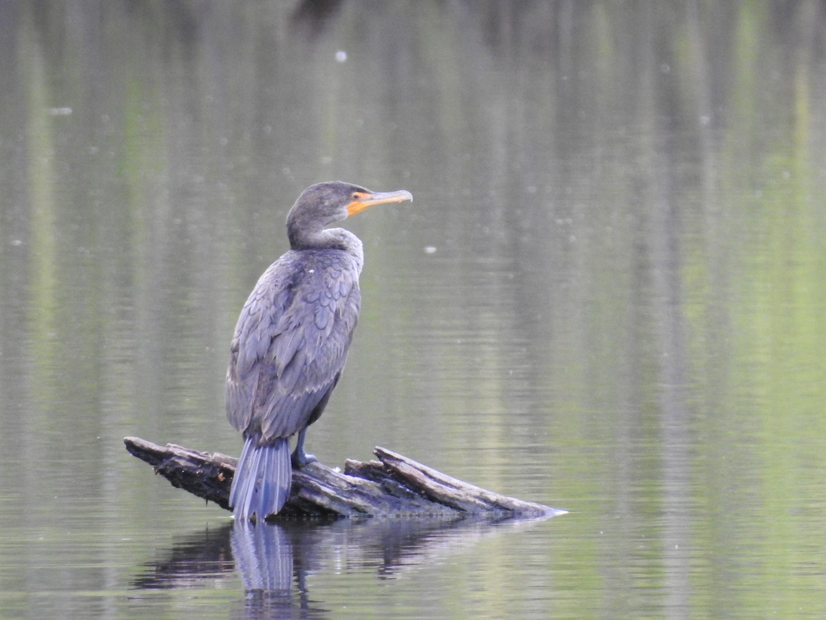 Cormoran à aigrettes - ML152993451